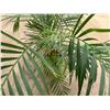 Image 3 : Potted Palm Plant Approx. 47"H