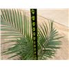 Image 4 : Potted Palm Plant Approx. 47"H