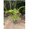 Image 1 : Potted Palm Plant Approx. 64"H