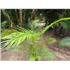 Image 2 : Potted Palm Plant Approx. 64"H