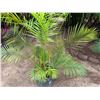 Image 3 : Potted Palm Plant Approx. 64"H