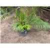 Image 4 : Potted Palm Plant Approx. 64"H
