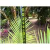 Image 5 : Potted Palm Plant Approx. 64"H