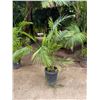 Image 1 : Potted Palm Plant Approx. 70"H