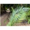 Image 2 : Potted Palm Plant Approx. 70"H