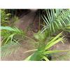 Image 3 : Potted Palm Plant Approx. 70"H