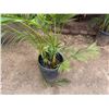 Image 4 : Potted Palm Plant Approx. 70"H