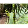 Image 5 : Potted Palm Plant Approx. 70"H
