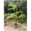 Image 1 : Potted Palm Plant Approx. 100"H