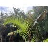 Image 2 : Potted Palm Plant Approx. 100"H