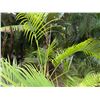 Image 3 : Potted Palm Plant Approx. 100"H