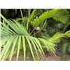 Image 4 : Potted Palm Plant Approx. 100"H