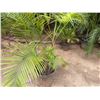 Image 5 : Potted Palm Plant Approx. 100"H