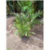 Image 1 : Potted Palm Plant Approx. 60"H