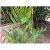 Image 2 : Potted Palm Plant Approx. 60"H