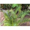 Image 3 : Potted Palm Plant Approx. 60"H