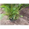 Image 4 : Potted Palm Plant Approx. 60"H