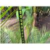 Image 5 : Potted Palm Plant Approx. 60"H