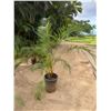 Image 1 : Potted Palm Plant Approx. 84"H