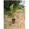 Image 2 : Potted Palm Plant Approx. 84"H