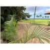 Image 3 : Potted Palm Plant Approx. 84"H