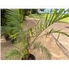 Image 4 : Potted Palm Plant Approx. 84"H