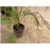 Image 5 : Potted Palm Plant Approx. 84"H