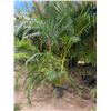 Image 1 : Potted Palm Plant Approx. 84"H