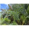 Image 2 : Potted Palm Plant Approx. 84"H