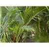Image 3 : Potted Palm Plant Approx. 84"H