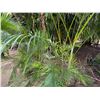 Image 4 : Potted Palm Plant Approx. 84"H