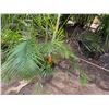 Image 5 : Potted Palm Plant Approx. 84"H