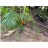 Image 6 : Potted Palm Plant Approx. 84"H
