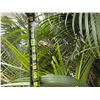 Image 7 : Potted Palm Plant Approx. 84"H