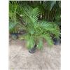 Image 1 : Potted Palm Plant Approx. 62"H