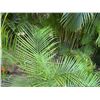 Image 2 : Potted Palm Plant Approx. 62"H