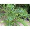 Image 3 : Potted Palm Plant Approx. 62"H