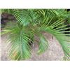 Image 4 : Potted Palm Plant Approx. 62"H