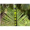 Image 5 : Potted Palm Plant Approx. 62"H