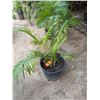 Image 1 : Potted Palm Plant Approx. 44"H