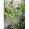 Image 2 : Potted Palm Plant Approx. 44"H