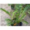 Image 3 : Potted Palm Plant Approx. 44"H