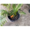 Image 4 : Potted Palm Plant Approx. 44"H