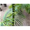 Image 5 : Potted Palm Plant Approx. 44"H