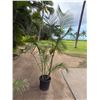 Image 1 : Potted Palm Plant Approx. 84"H