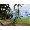 Image 2 : Potted Palm Plant Approx. 84"H