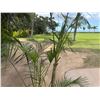 Image 3 : Potted Palm Plant Approx. 84"H