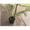 Image 4 : Potted Palm Plant Approx. 84"H