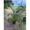 Image 1 : Potted Palm Plant Approx. 55"H