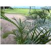 Image 2 : Potted Palm Plant Approx. 55"H